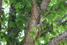vignette Betula alleghaniensis