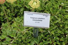 vignette Eriogonum umbellatum / Polygonaceae / Ouest USA