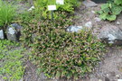 vignette Haberlea rhodopensis / Gesneriaceae / Bulgarie, Grce