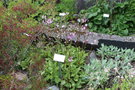 vignette Dodecatheon jeffreyi / Primulaceae / Alaska  Californie