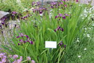 vignette Iris stolonifera / Iridaceae / Pamir