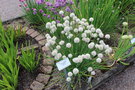 vignette Allium schoenoprasum 'Wallington White'
