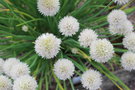 vignette Allium schoenoprasum 'Wallington White'