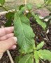 vignette Quercus rysophylla - Chne du Mexique
