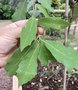 vignette Quercus polymorpha