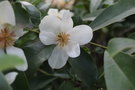 vignette Magnolia laevifolia