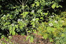 vignette Cornus florida ssp. urbiniana