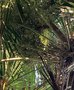 vignette Trachycarpus fortunei - Palmier de chine