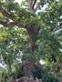 vignette Quercus robur - Chêne à proximité de l'auberge de Jeunesse
