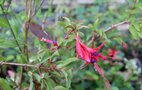 vignette Fuchsia regia ssp. reitzii