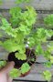 vignette Pelargonium 'Calvados'