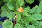 vignette Begonia cv.