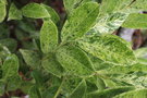 vignette Prunus laurocerasus 'Green Jade'