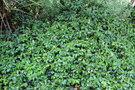 vignette Trachelospermum asiaticum var. mandanianum