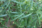 vignette Freylinia lanceolata / Scrophulariaceae / Afrique du Sud