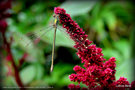 vignette Leste vert (Lestes viridis) = (Chalcolestes viridis) femelle , Libellule