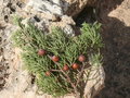 vignette Juniperus phoenicea, Majorque