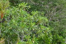 vignette Cerberiopsis candelabra ssp. candelabra