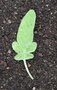 vignette Salvia fruticosa