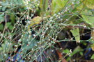 vignette Persicaria equisitifolia