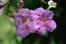 vignette La SHBL visite  le Jardin d'Olga et Guy,, Podranea ricasoliana - Bignone rose