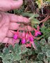 vignette Fuchsia 'Brigitte Engerer'