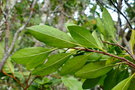 vignette Atractocarpus anisophyllus