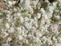 vignette Helychrysum roseoniveum, Namibie