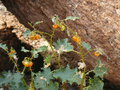vignette Solanum rigescentodes, Namibie