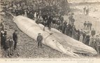 vignette Carte postale ancienne - Roscoff, la baleine échouée en décembre 1904