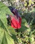 vignette Abutilon hybridum (rouge)