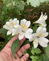 vignette Alstroemeria hybride - Alstroemère ou lys des Incas (blanche)