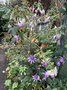 vignette Fuchsia 'Blue Sarah' et Passiflora 'Amethyst'