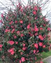 vignette Camellia reticulata 'Francie L'