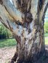 vignette Eucalyptus globulus