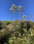 vignette Banksia sp
