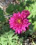 vignette Chrysanthemum - Chrysanthme des jardins