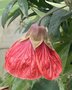vignette Abutilon hybridum (rouge)