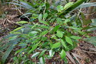 vignette Dendrophyllanthus pronyensis