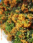 vignette Pyracantha fructification