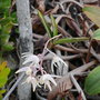 vignette Dendrobium odontochilum