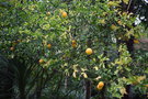 vignette Citrus trifoliata