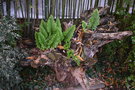 vignette Polypodium cambricum cv.
