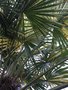 vignette Trachycarpus fortunei 'Variegata' - Palmier de chine