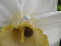 vignette Helix aspersa - Escargot Petit gris et Araigne crabe (Misumena vatia) - Thomise variable sur Narcissus