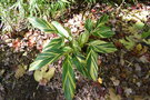vignette Alpinia zerumbet 'Variegata'