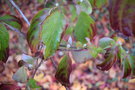 vignette Cornus florida ssp. urbiniana