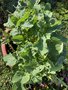 vignette Brassica oleracea var. ramosa - chou Daubenton ou chou branchu