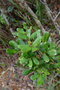 vignette Pterophylla dichotoma var. monticola