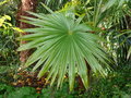vignette Trachycarpus latisectus, mon jardin
